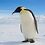 Homingpenguins