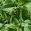oregano-enjoyer